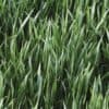 Winterrogge groenbemester