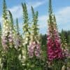 Digitalis purpurea Mix Digitalis purpurea Mix