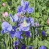 Siererwt Lathyrus Odoratus Royal Blue