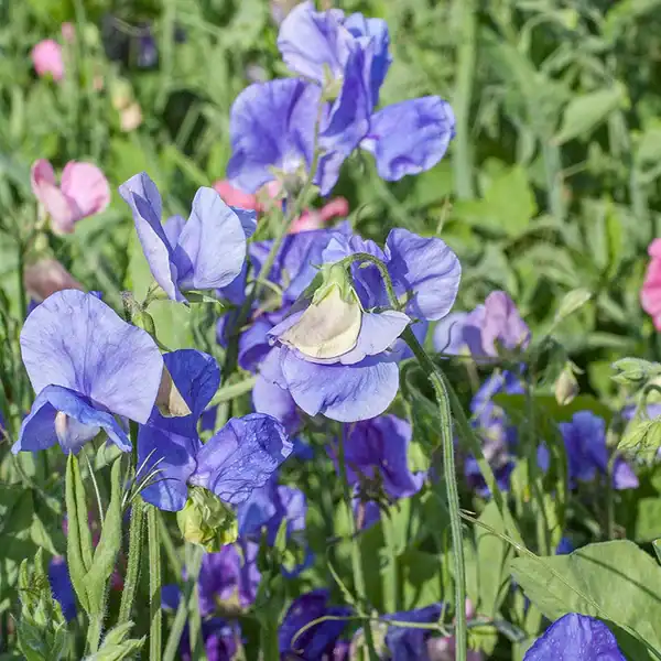 Siererwt Lathyrus Odoratus Royal Blue