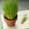 Bieslook