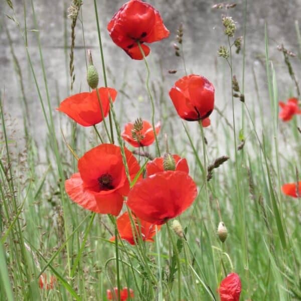 Cruydt Hoeck Grote Klaproos