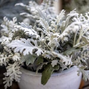Cineraria maritima