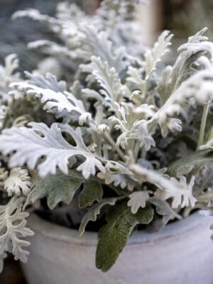 Cineraria maritima Cineraria maritima