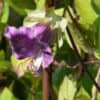 Klokwinde Cobaea Scandens Klokwinde Cobaea Scandens