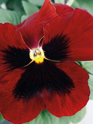 Viool Rood Viool Rood