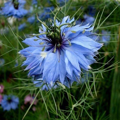 Juffertje in het Groen Nigella Damascena