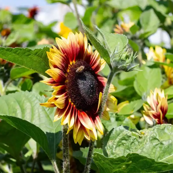 Zonnebloem Helianthus Annuus Autumn Beauty