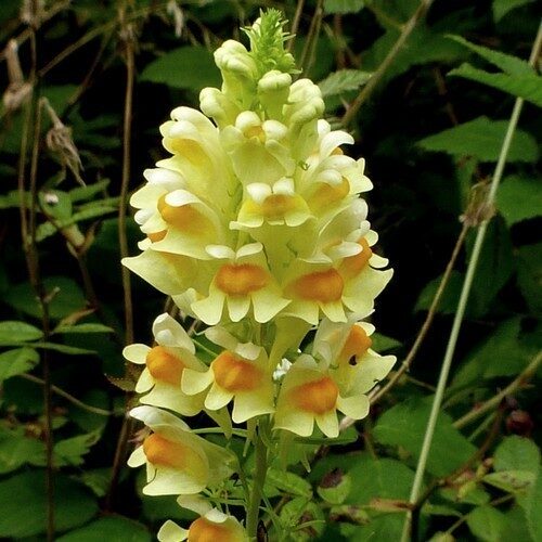 Cruydt Hoeck Vlasbekje