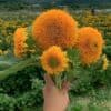 Zonnebloem Helianthus Annuus Double Sunking