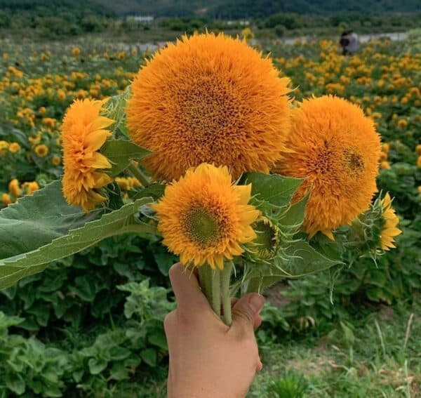 Zonnebloem Helianthus Annuus Double Sunking