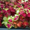 Coleus Rainbow Coleus Rainbow