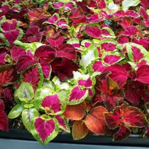 Coleus Rainbow