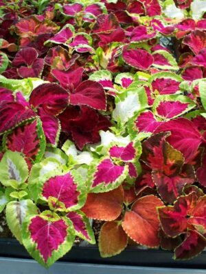 Coleus Rainbow Coleus Rainbow