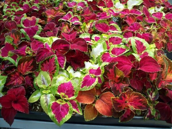Coleus Rainbow Coleus Rainbow