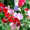 siererwt lathyrus odorata little sweetheart mix
