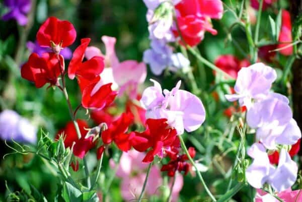 siererwt lathyrus odorata little sweetheart mix