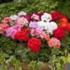 Geranium Mix Geranium Mix