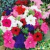 Petunia Hybrida Grandiflora Dream Mix