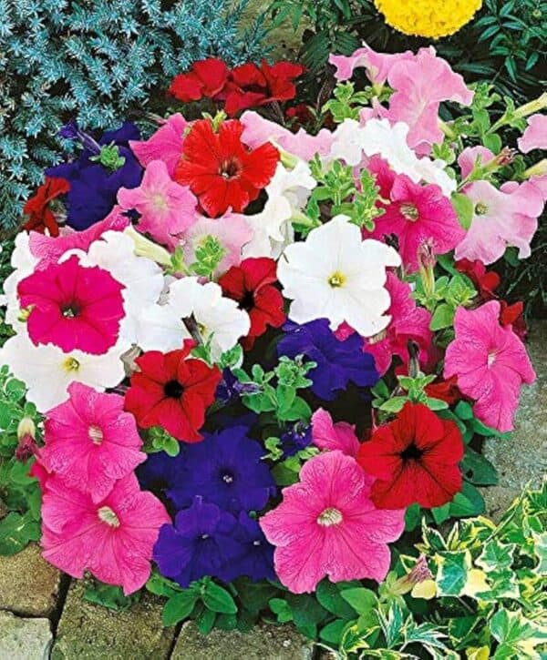 Petunia Hybrida Grandiflora Dream Mix