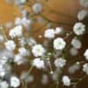 Gipskruid Gypsophila Elegans