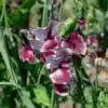 Siererwt Lathyrus Odoratus Wiltshire Ripple