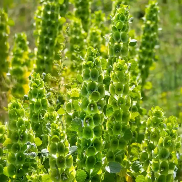 Molucella Laevis Klokken van Ierland