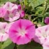 Klimmende Winde Roze