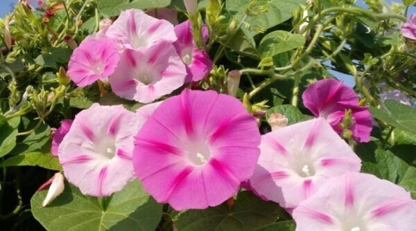 Klimmende Winde Roze Klimmende Winde Roze