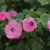 Lavatera Silvercup Lavatera Silvercup
