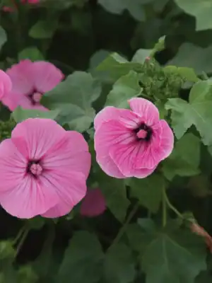 Lavatera Silvercup