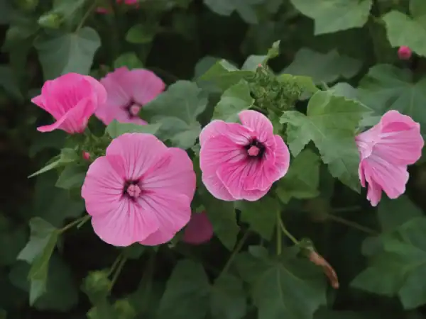 Lavatera Silvercup Lavatera Silvercup