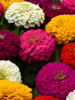 Zinnia elegans Zinnia elegans