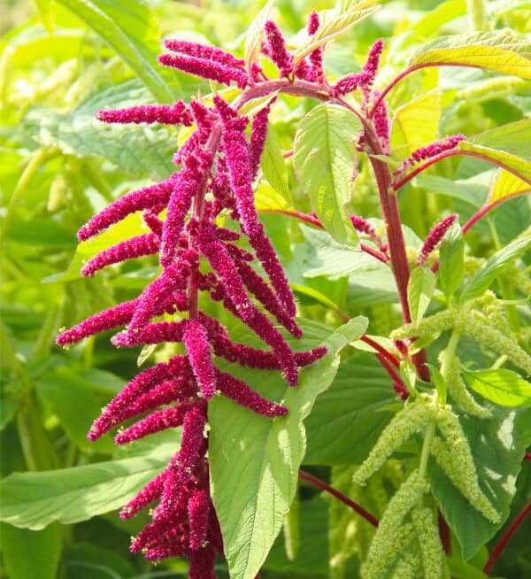 Amaranthus caudatus