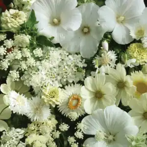 Zomerbloemen Mix Wit