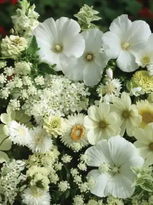 Zomerbloemen Mix Wit Zomerbloemen Mix Wit