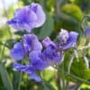 Siererwt Lathyrus Odoratus Royal Blue
