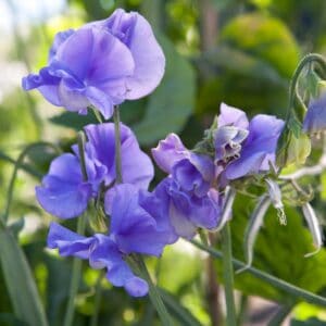 Siererwt Lathyrus Odoratus Royal Blue