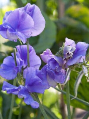 Siererwt Lathyrus Odoratus Royal Blue