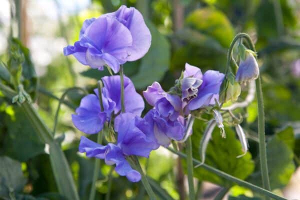 Siererwt Lathyrus Odoratus Royal Blue