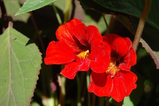 Empress of India Empress of India