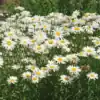 Margriet Chrysanthemum Alaska
