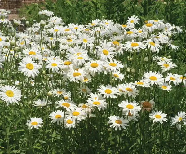 Margriet Chrysanthemum Alaska