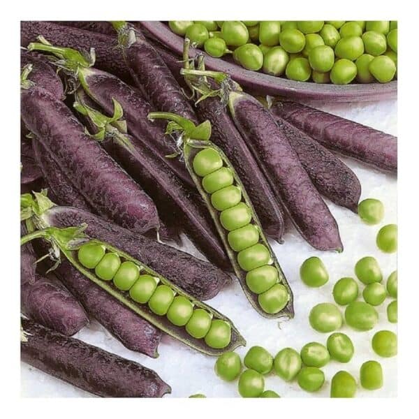Capucijners Ezetha's Krombek Blauwschok