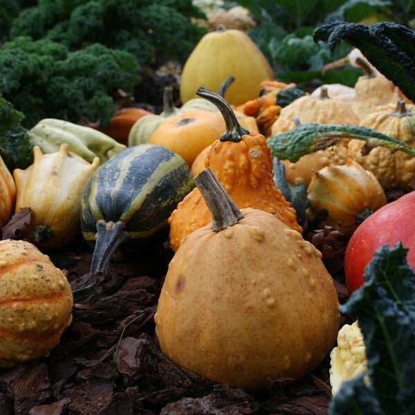Sierkalebassen Groot Gemengd Sierkalebassen Groot Gemengd