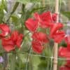 Siererwt Lathyrus Odoratus Royal Red