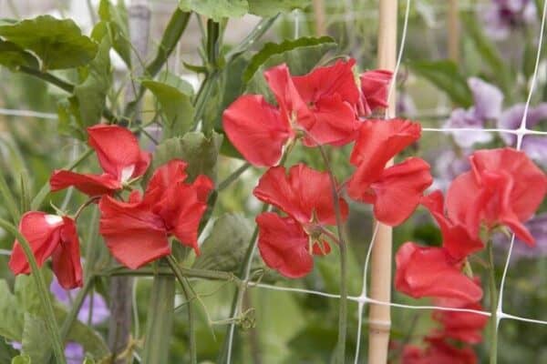 Siererwt Lathyrus Odoratus Royal Red