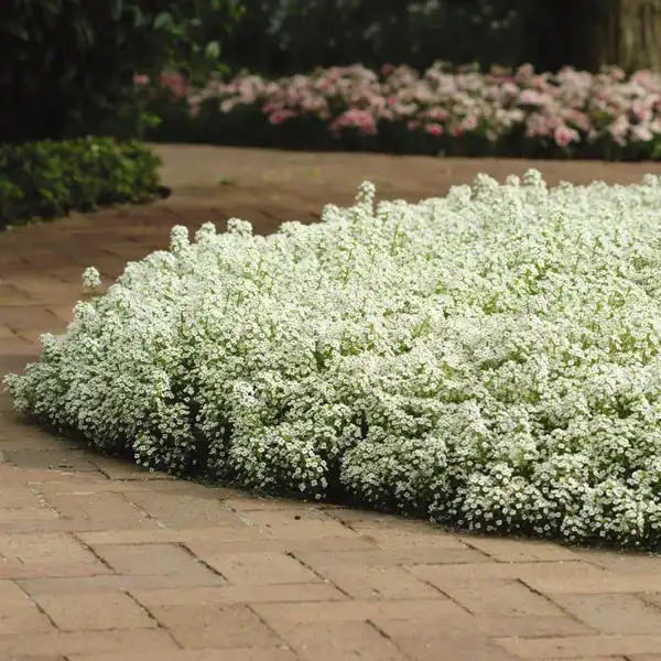 Alyssum vollegrond