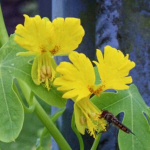 Kanariekers