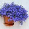 Lobelia Erinus Kaiser Wilhelm